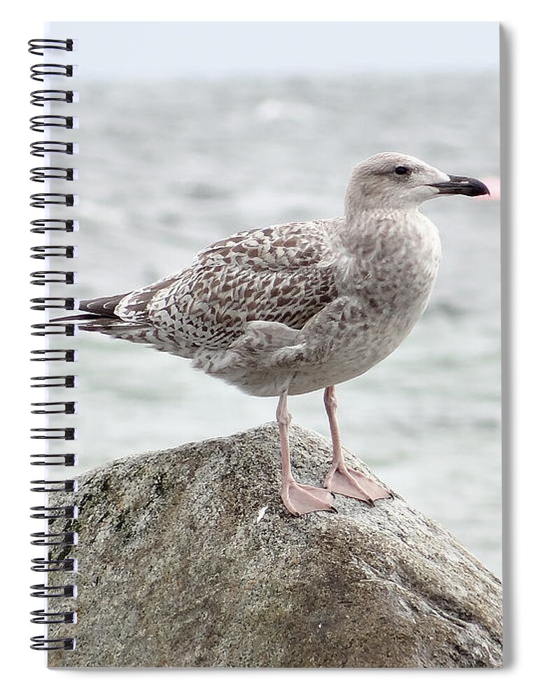 Gull Spiral Notebook featuring the photograph A moment of rest by Karin Ravasio