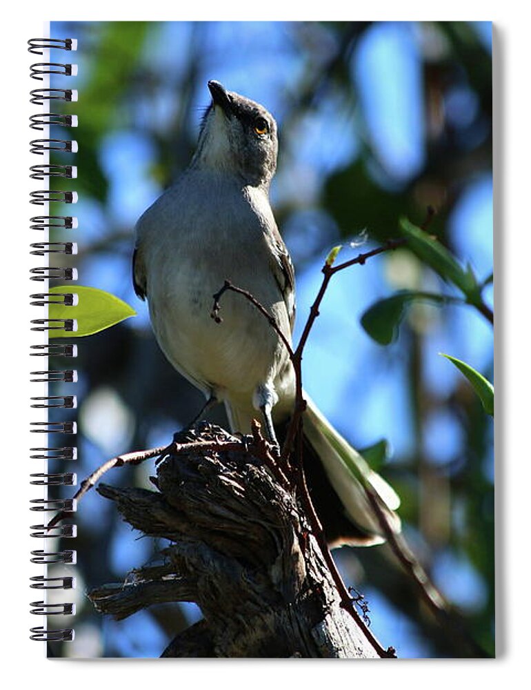  Bird Spiral Notebook featuring the photograph A Northern Mockingbird by Christiane Schulze Art And Photography