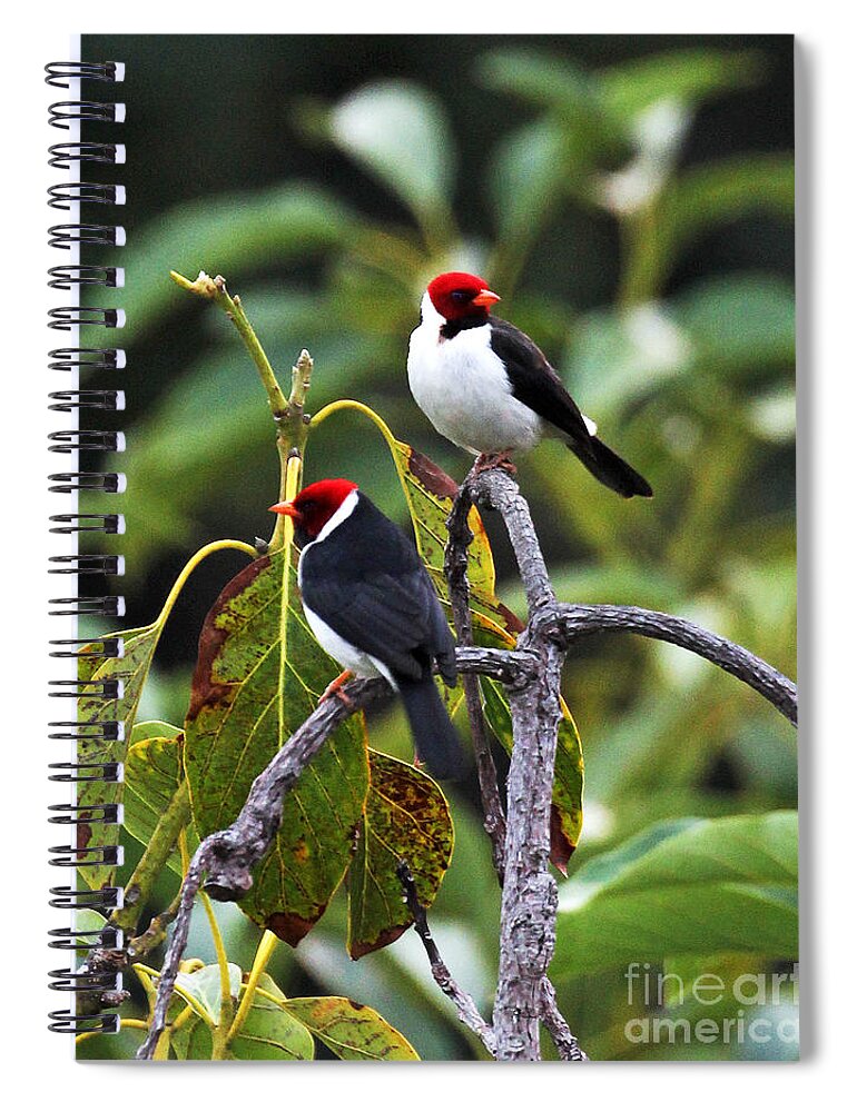 A Pair Of Redheads Spiral Notebook featuring the photograph A Pair of Redheads by Jennifer Robin