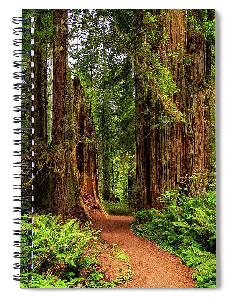Path Spiral Notebook featuring the photograph A Path Through The Redwoods by James Eddy