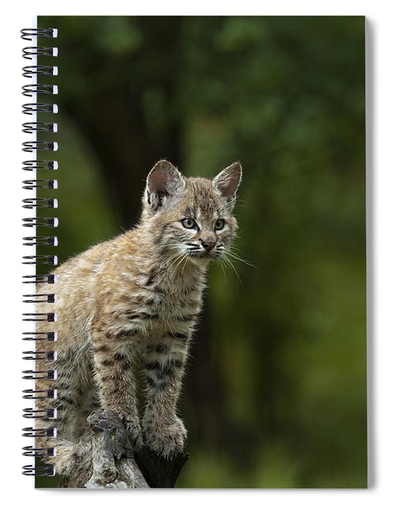 Lynx Spiral Notebook featuring the photograph A Perch with a View by Sandra Bronstein