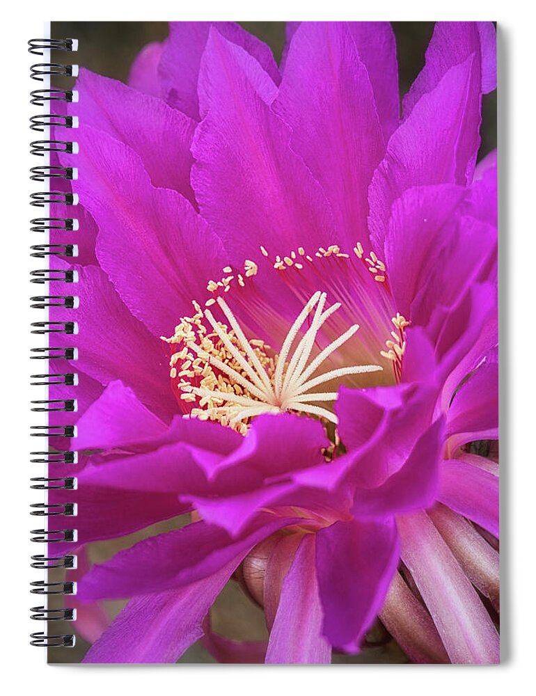 Echinopsis Spiral Notebook featuring the photograph A Pink Punch by Saija Lehtonen