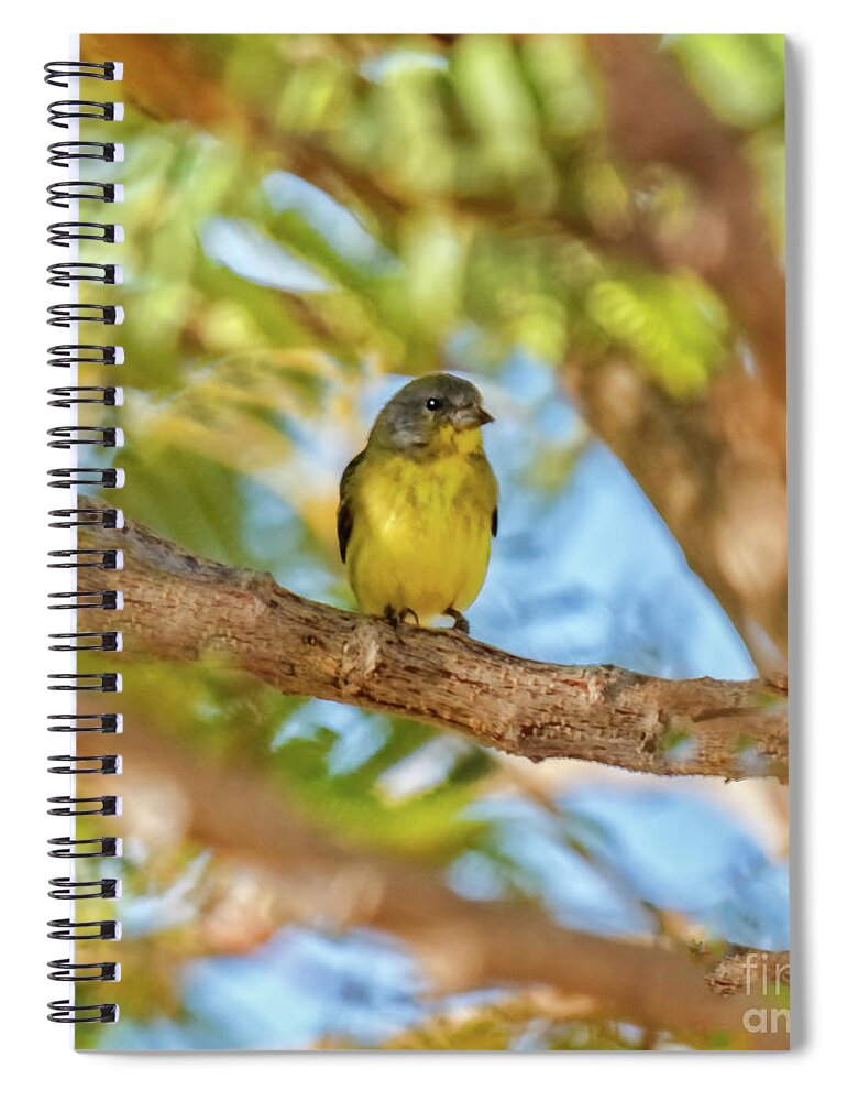  Yellow Spiral Notebook featuring the photograph A Resting Lesser Goldfinch by Robert Bales