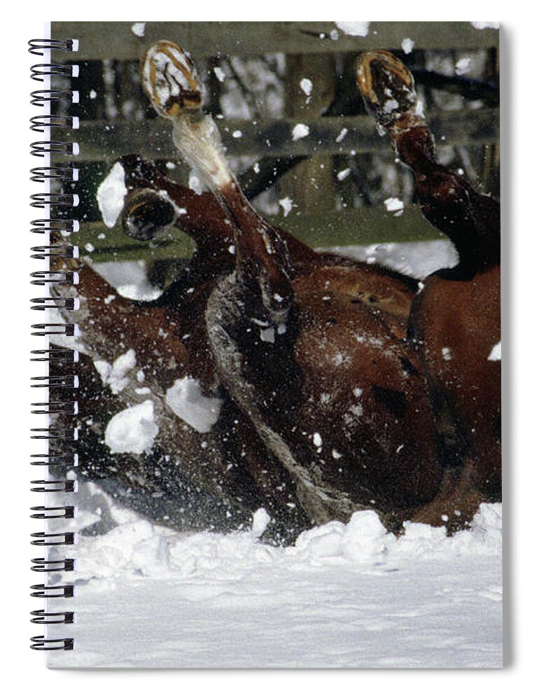 Horse Spiral Notebook featuring the photograph A Roll in the Snow by Nicki McManus
