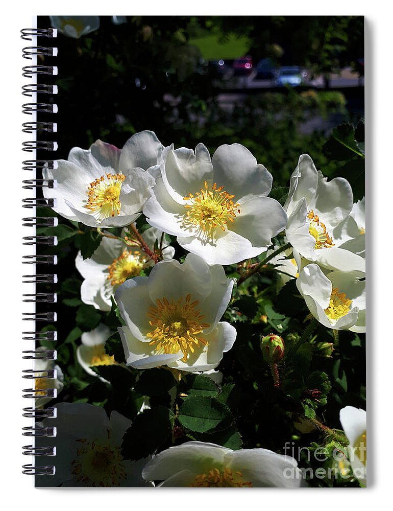 White Spiral Notebook featuring the photograph A short life but a merry one by Brenda Kean