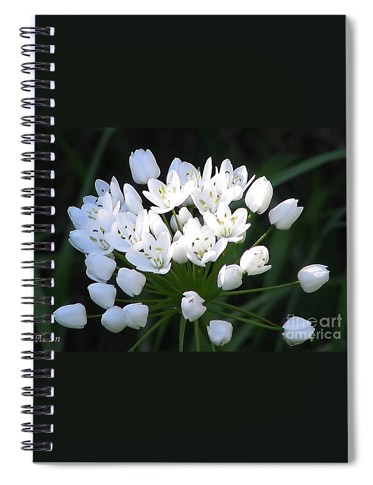 Spring Florals Spiral Notebook featuring the photograph A Spray of Wild Onions by Felipe Adan Lerma