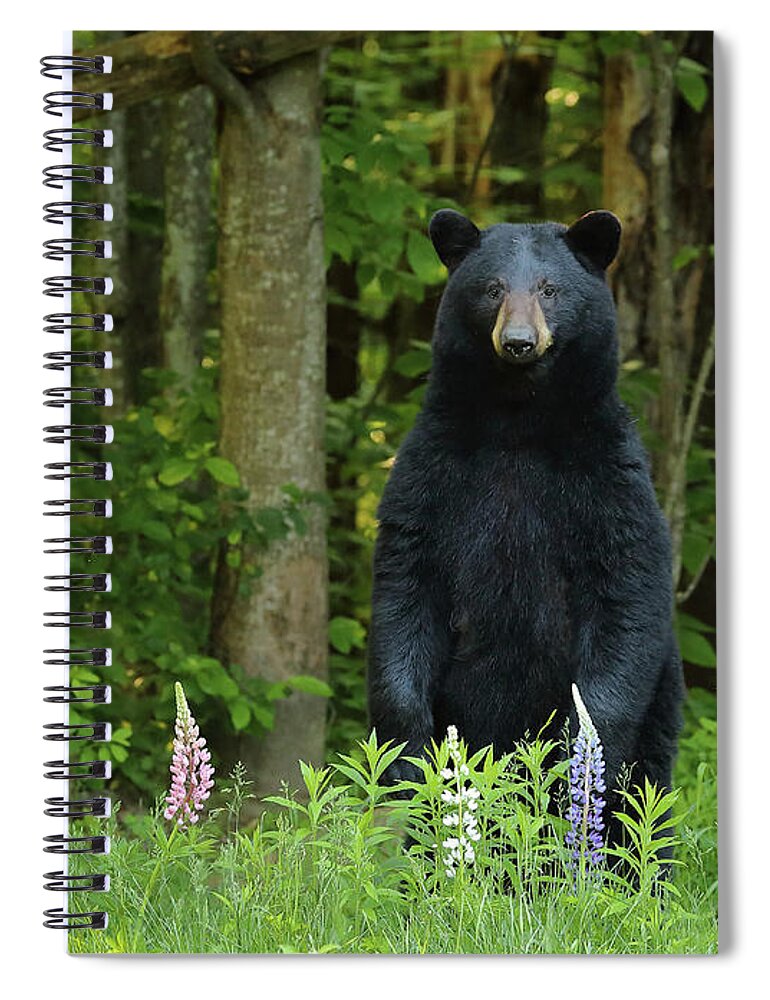 Bear Spiral Notebook featuring the photograph A Surprise in the Lupine by Duane Cross