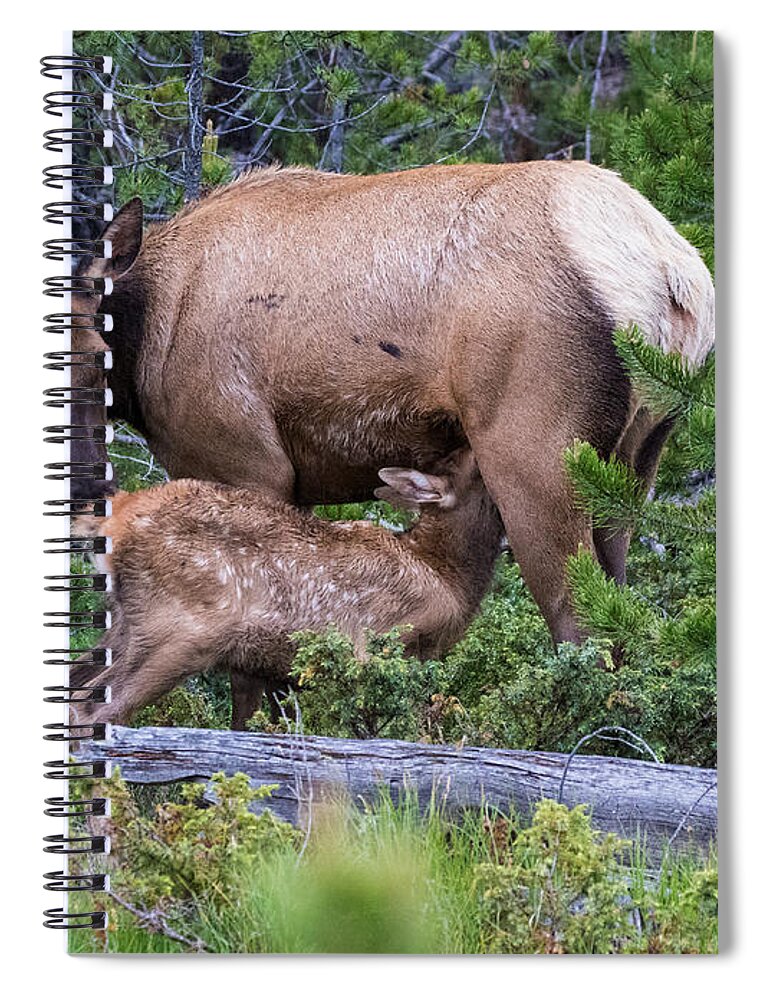 Elk Calf Spiral Notebook featuring the photograph A Sweet Moment In Time by Mindy Musick King