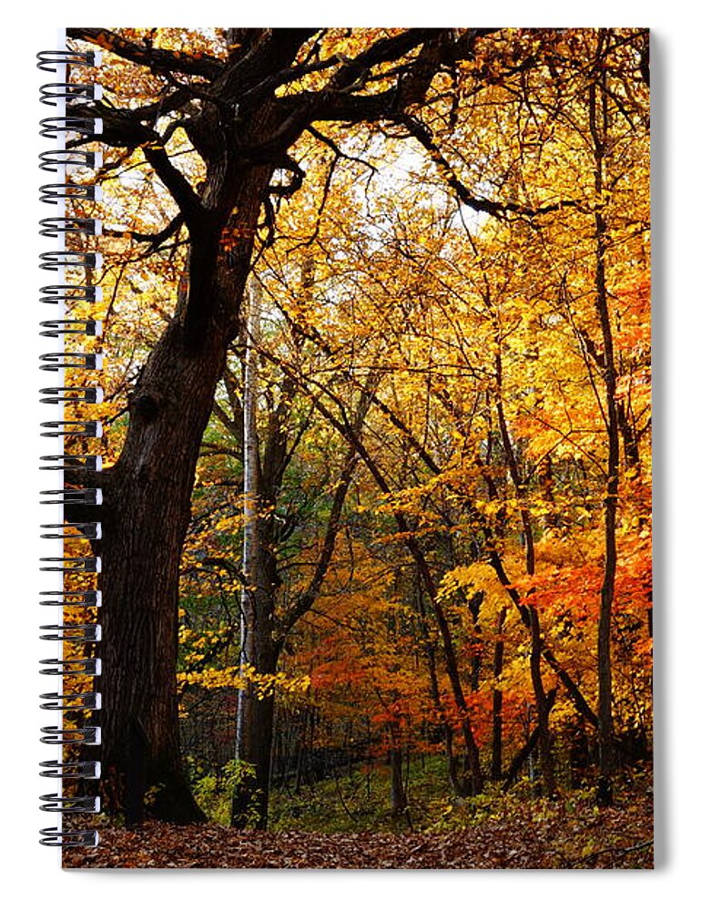 Fall Spiral Notebook featuring the photograph A Walk in the Woods 3 by Steven Clipperton
