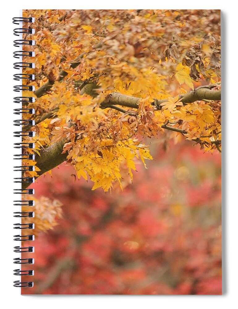 Autumn Spiral Notebook featuring the photograph A Walk Through Autumn by Amy Gallagher