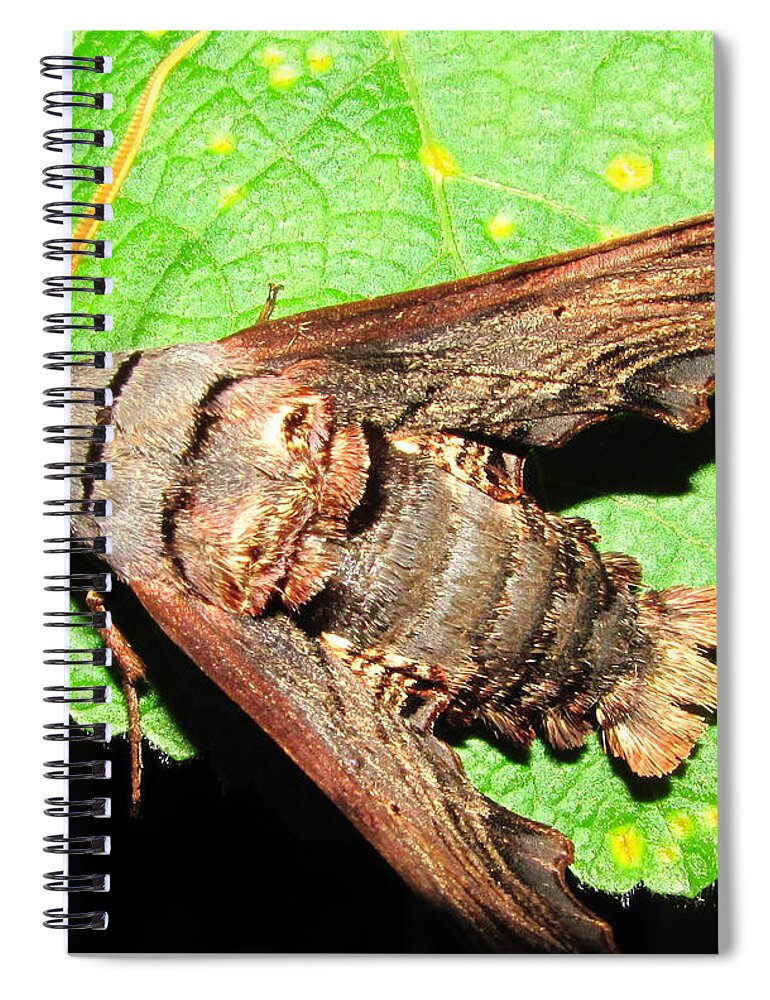 Abbotts Sphinx Spiral Notebook featuring the photograph Abbotts Sphinx Moth by Joshua Bales