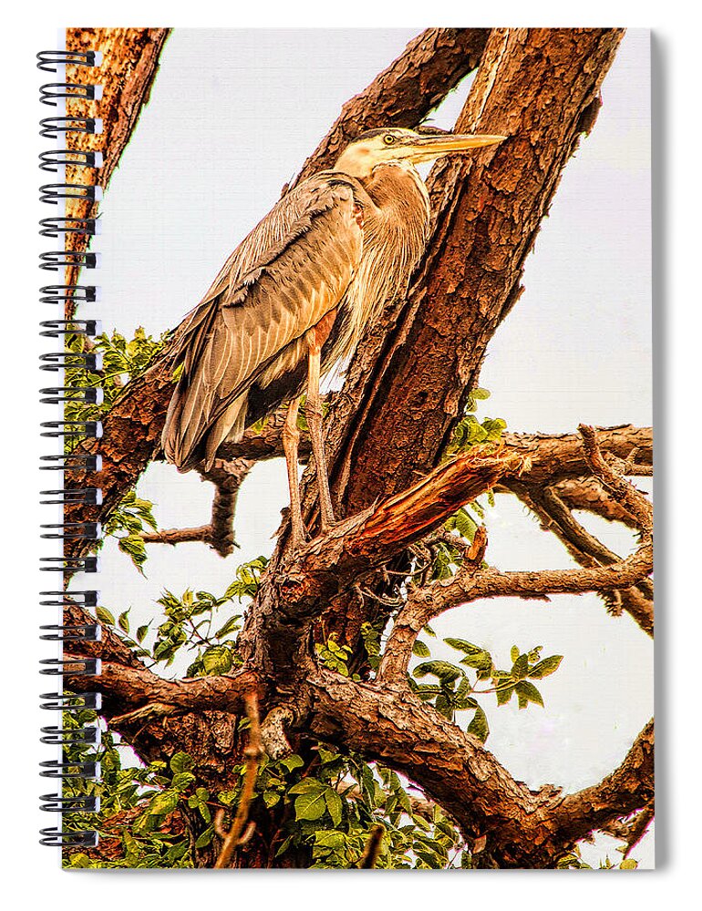 Heron Spiral Notebook featuring the photograph Above the Fray by Ola Allen