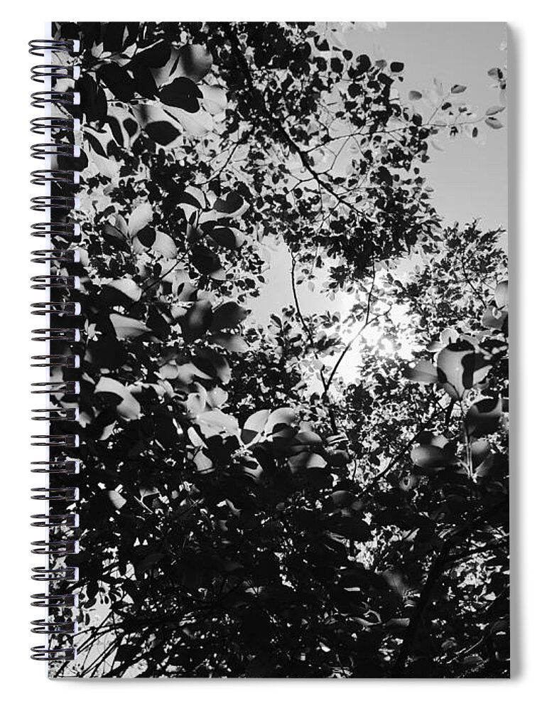 Abstract Spiral Notebook featuring the photograph Abstract Leaves Sun Sky by Chriss Pagani