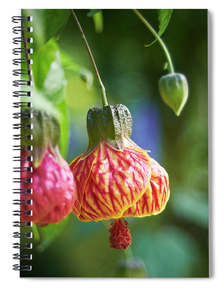 Garden Spiral Notebook featuring the photograph Abutilon by Garden Gate