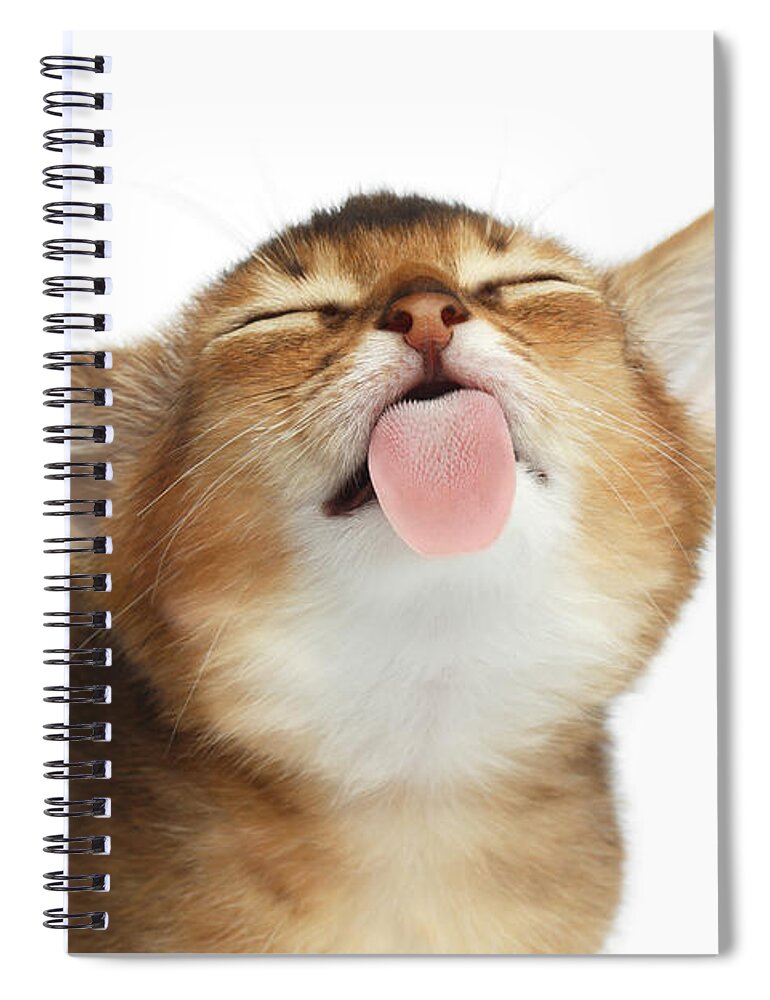 Kitten Spiral Notebook featuring the photograph Abyssinian Kitten Licking screen by Sergey Taran