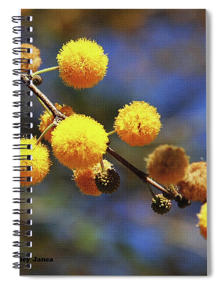 Acacia Blossoms Spiral Notebook featuring the photograph Acacia Blossoms by Tom Janca