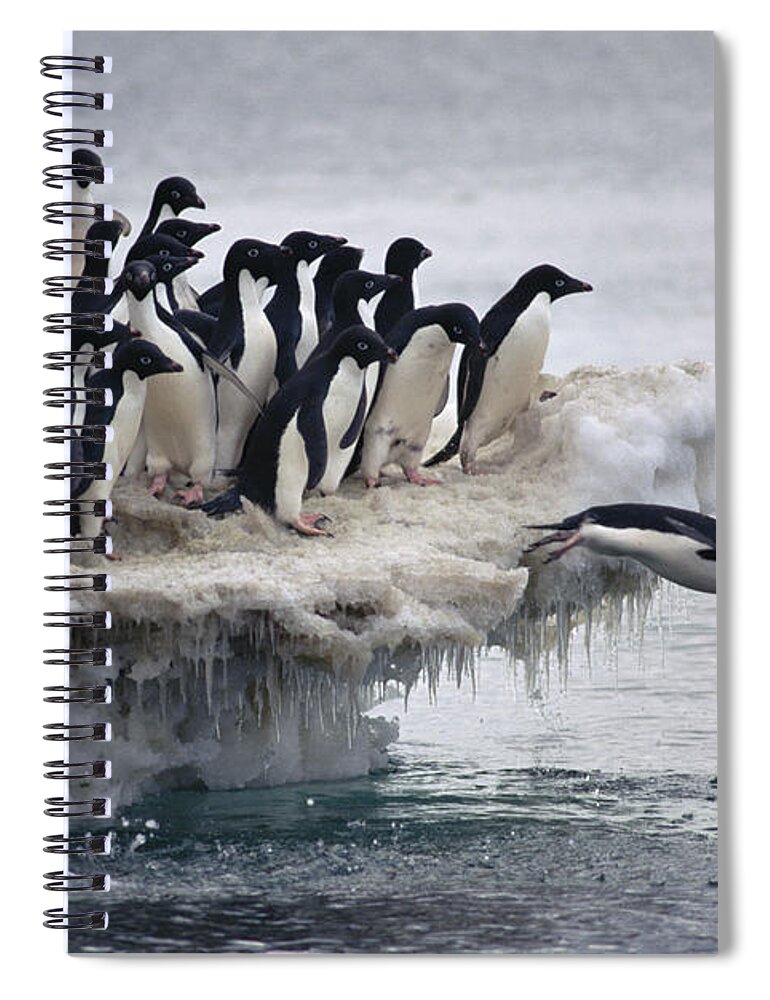 Mp Spiral Notebook featuring the photograph Adelie Penguin Pygoscelis Adeliae by Tui De Roy