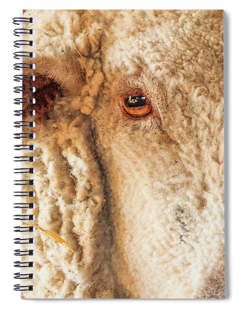 Farm Spiral Notebook featuring the photograph Adult Southdown Sheep Headshot by Joni Eskridge