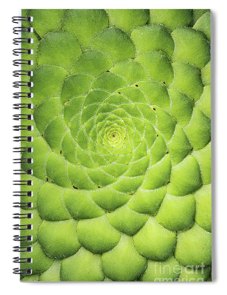 Aeonium Tabuliforme Spiral Notebook featuring the photograph Aeonium Tabuliforme Pattern by Tim Gainey