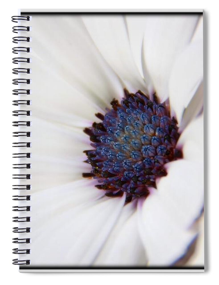  Daisy Spiral Notebook featuring the photograph African Daisy Sky and Ice by Chris Berry