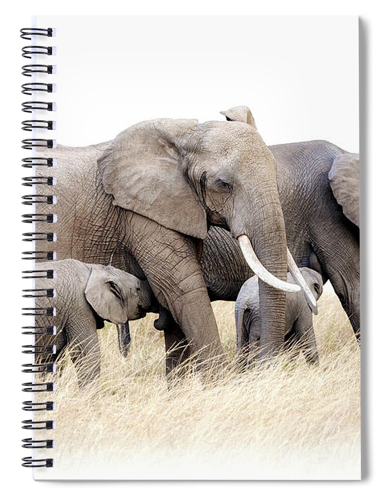 Elephant Spiral Notebook featuring the photograph African elephant group isolated by Jane Rix