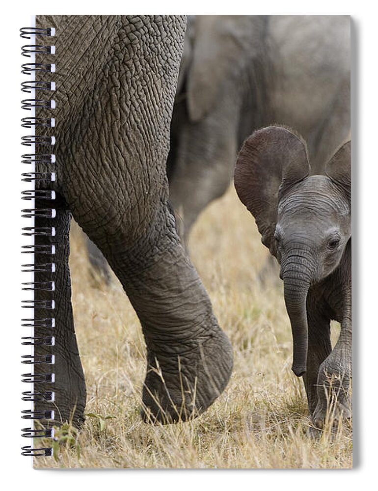 00784043 Spiral Notebook featuring the photograph African Elephant Mother And Under 3 by Suzi Eszterhas