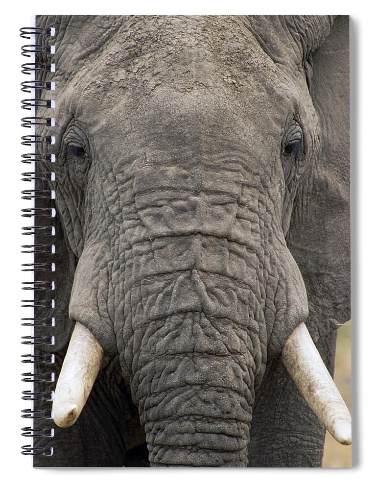 00201028 Spiral Notebook featuring the photograph African Elephant Portrait by Gerry Ellis