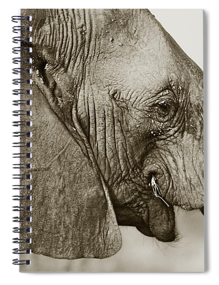 African Elephant Spiral Notebook featuring the photograph African Elephant profile duotoned by Liz Leyden