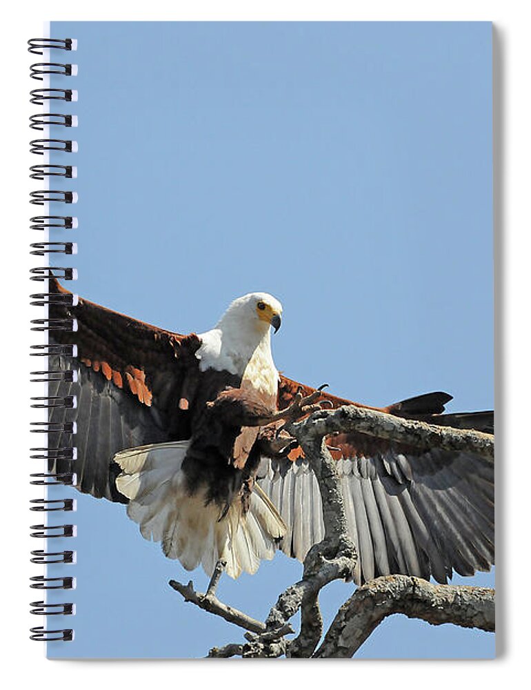 Africa Spiral Notebook featuring the photograph African Fish Eagle by Ted Keller