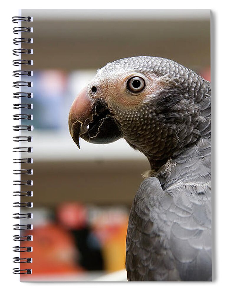 African Grey Spiral Notebook featuring the photograph African Grey Close Up by Jill Lang