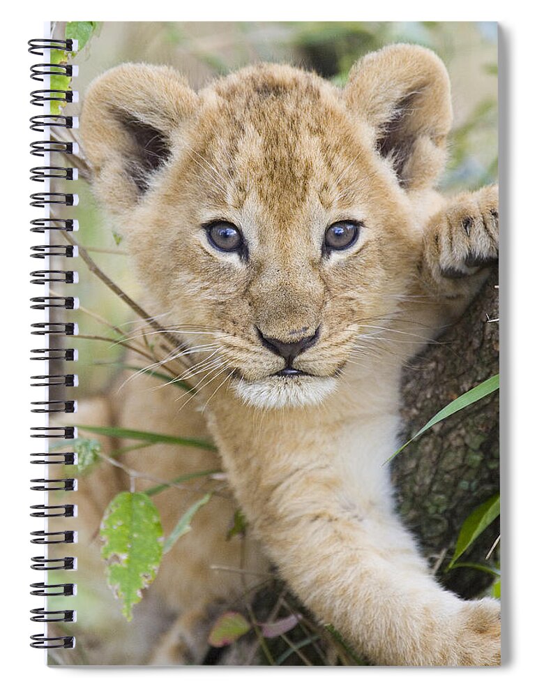 00761284 Spiral Notebook featuring the photograph African Lion Cub Kenya by Suzi Eszterhas