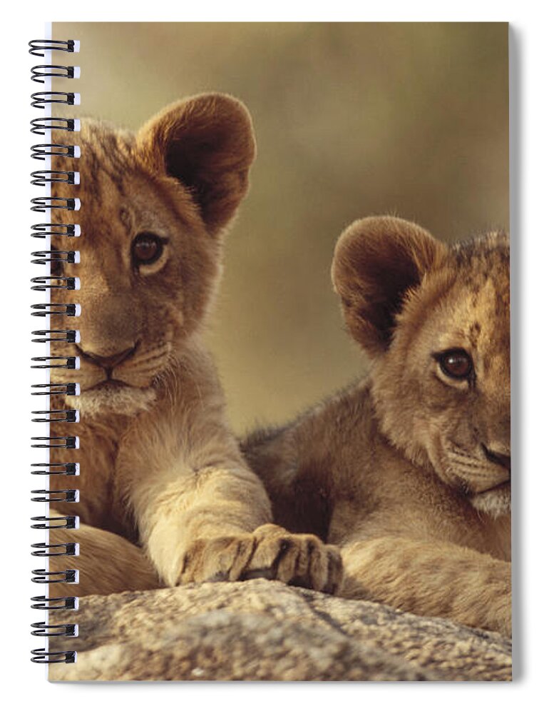 00171961 Spiral Notebook featuring the photograph African Lion Cubs Resting On A Rock by Tim Fitzharris