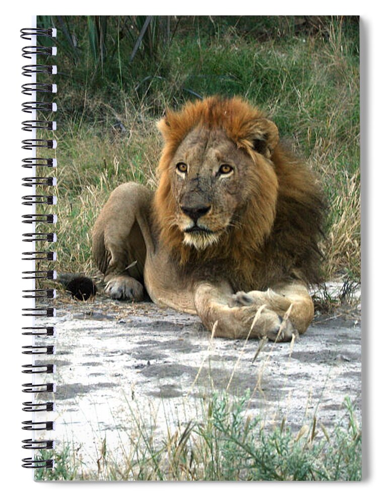 Karen Zuk Rosenblatt Art And Photography Spiral Notebook featuring the photograph African Lion by Karen Zuk Rosenblatt