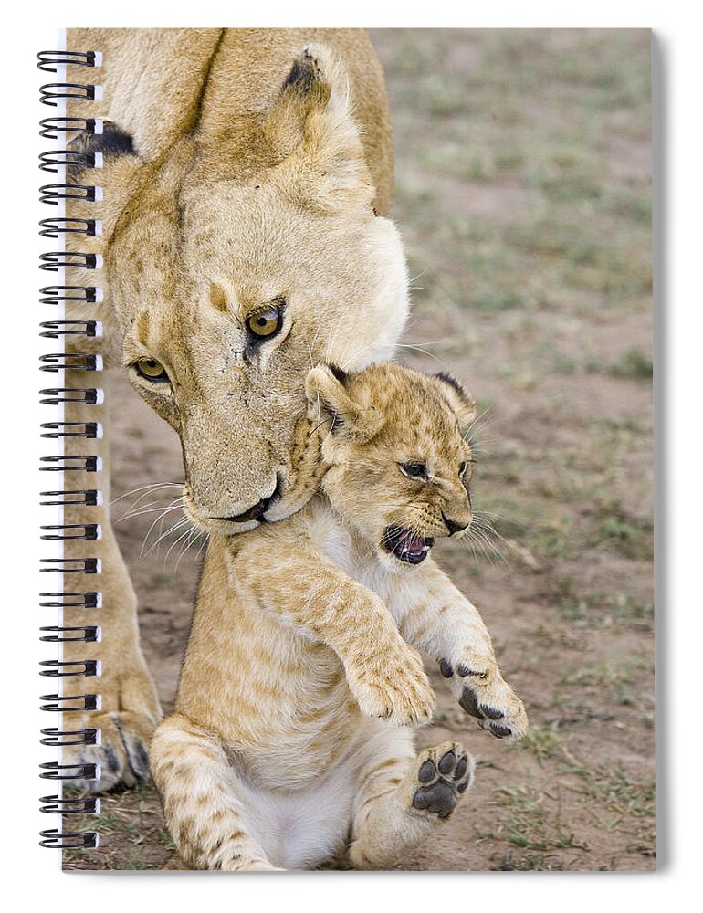 00761319 Spiral Notebook featuring the photograph African Lion Mother Picking Up Cub by Suzi Eszterhas