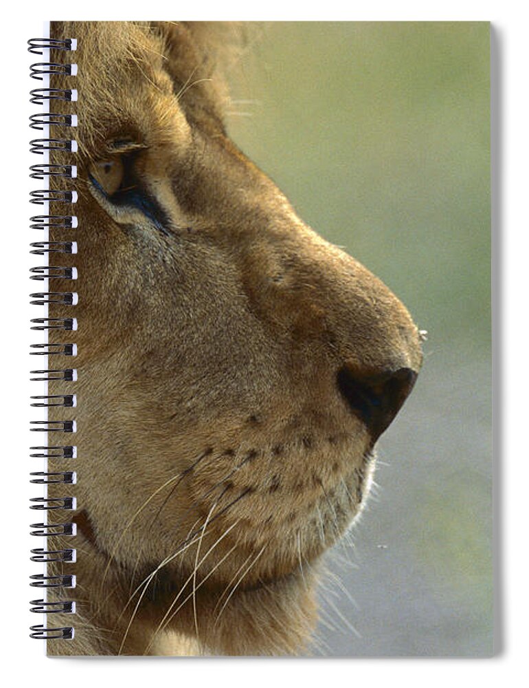 Mp Spiral Notebook featuring the photograph African Lion Panthera Leo Male Portrait by Zssd