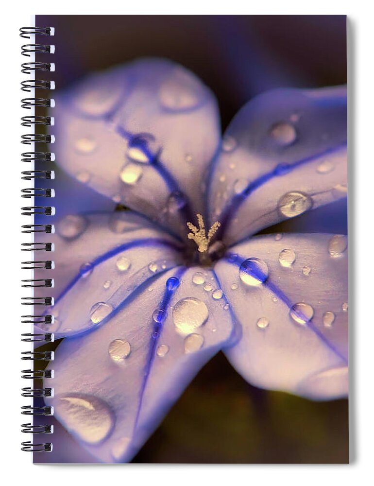 Rain Spiral Notebook featuring the photograph After The Rain by Mountain Dreams