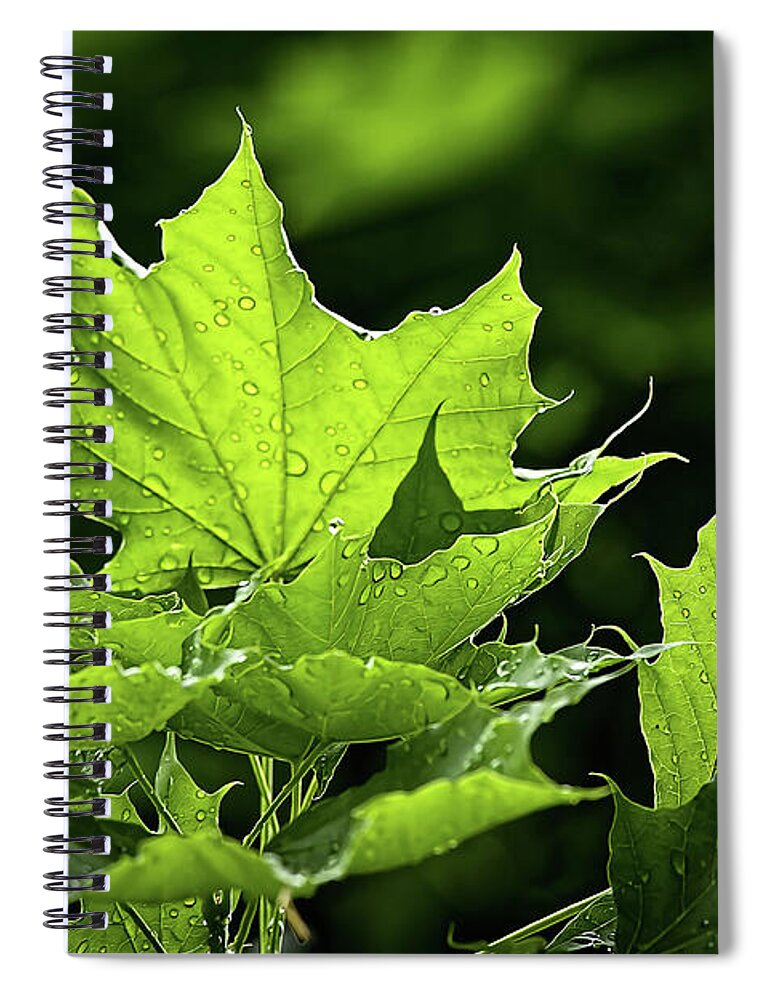 Water Drops Spiral Notebook featuring the photograph After the rain by Tatiana Travelways