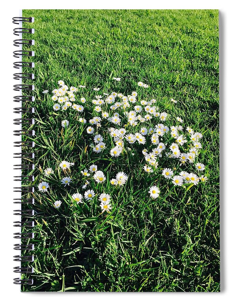 Daisies Spiral Notebook featuring the photograph Afternoon Daisies by Ingrid Van Amsterdam