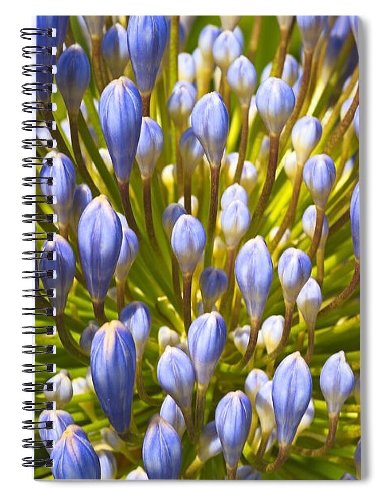 Lily Of The Nile Spiral Notebook featuring the photograph Agapanthus In Fireworks by Joy Watson