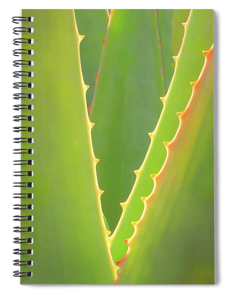 Agave Spiral Notebook featuring the photograph Agave Abstract by Ram Vasudev