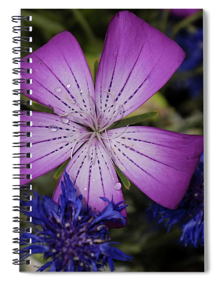 Flower Spiral Notebook featuring the photograph Agrostemma by Jessica Myscofski