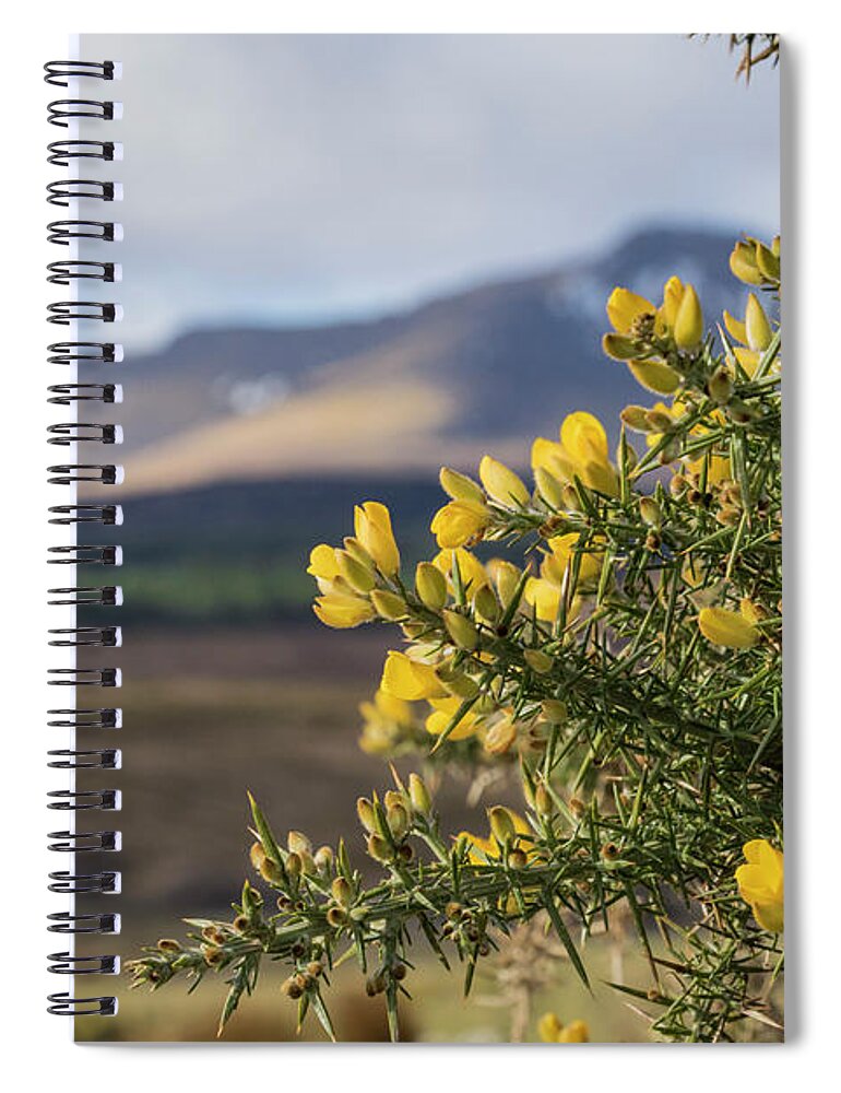 Gorse Spiral Notebook featuring the photograph Alba by Holly Ross
