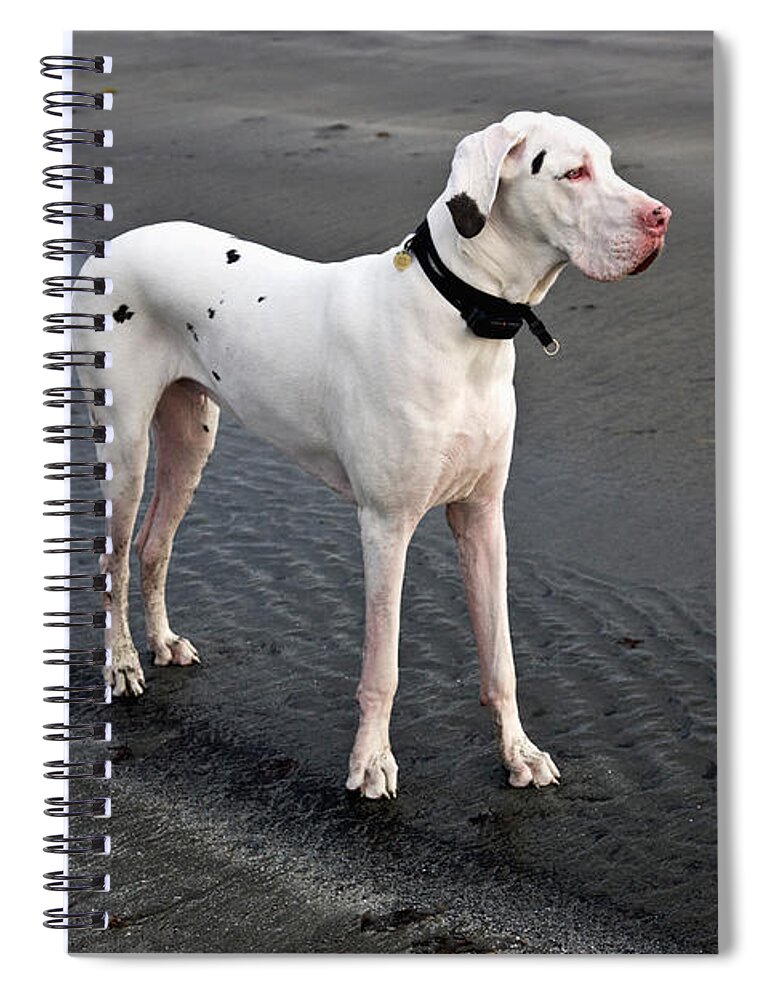 Animal Spiral Notebook featuring the photograph Albino Great Dane by Inga Spence