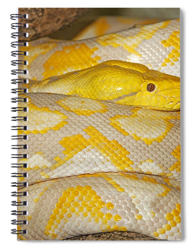Adult Spiral Notebook featuring the photograph Albino Reticulated Python by Gerard Lacz