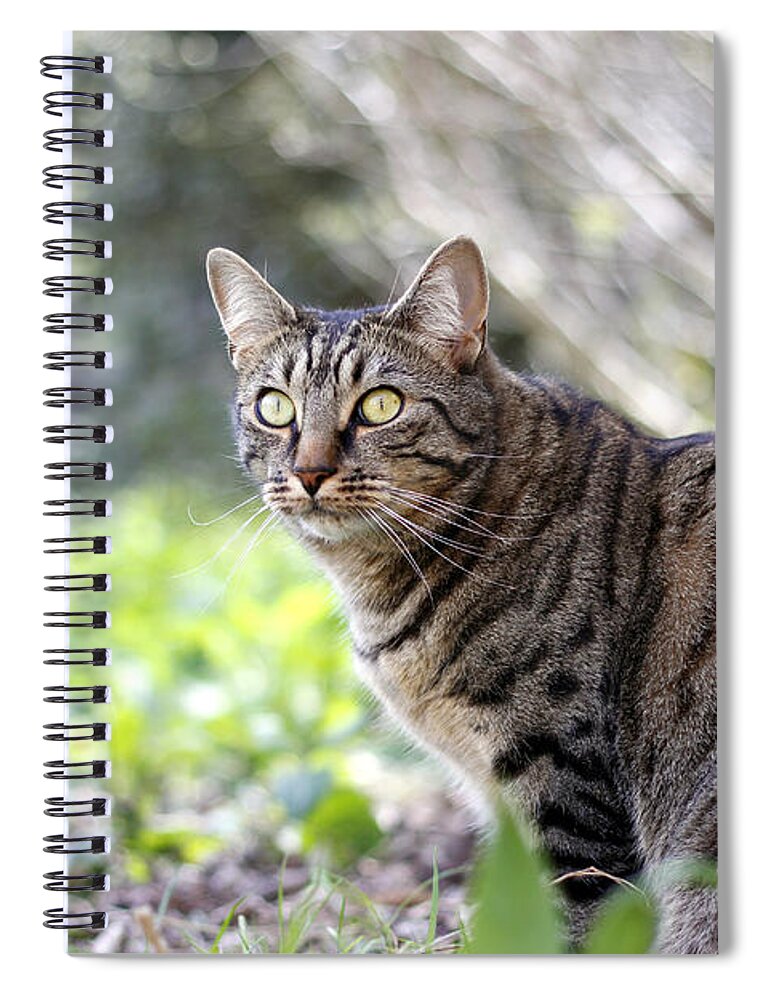 Animal Spiral Notebook featuring the photograph Alert by Helga Novelli