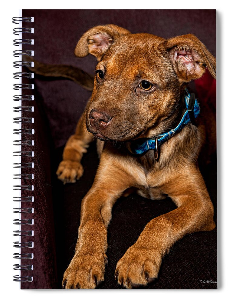 Puppy Spiral Notebook featuring the photograph Alex by Christopher Holmes