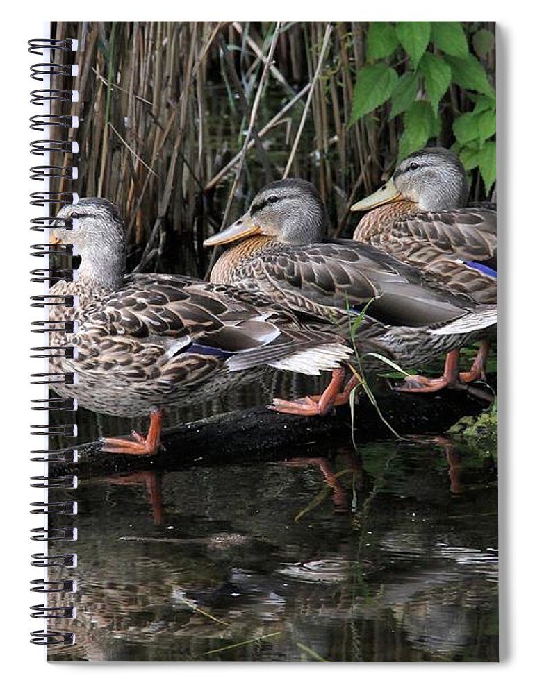 Duck Spiral Notebook featuring the photograph All In A Row by Doris Potter