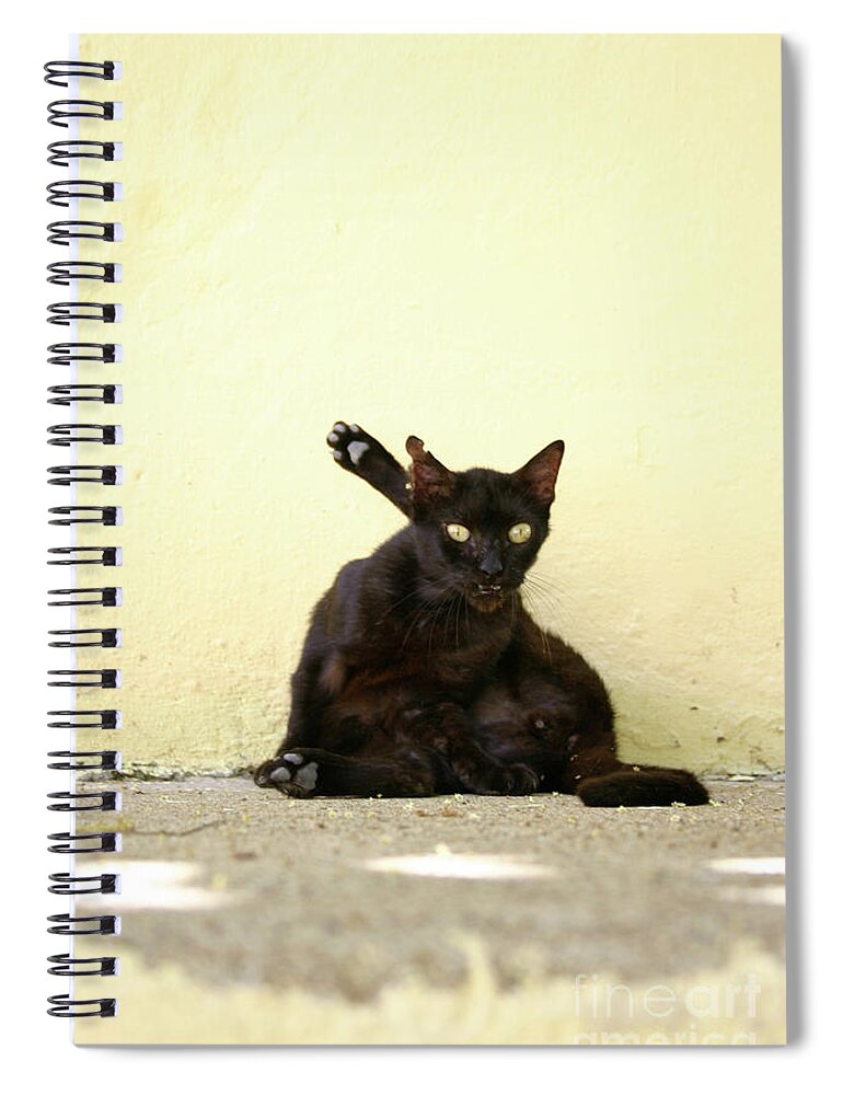 Cat Spiral Notebook featuring the photograph Alley Cat by Becqi Sherman