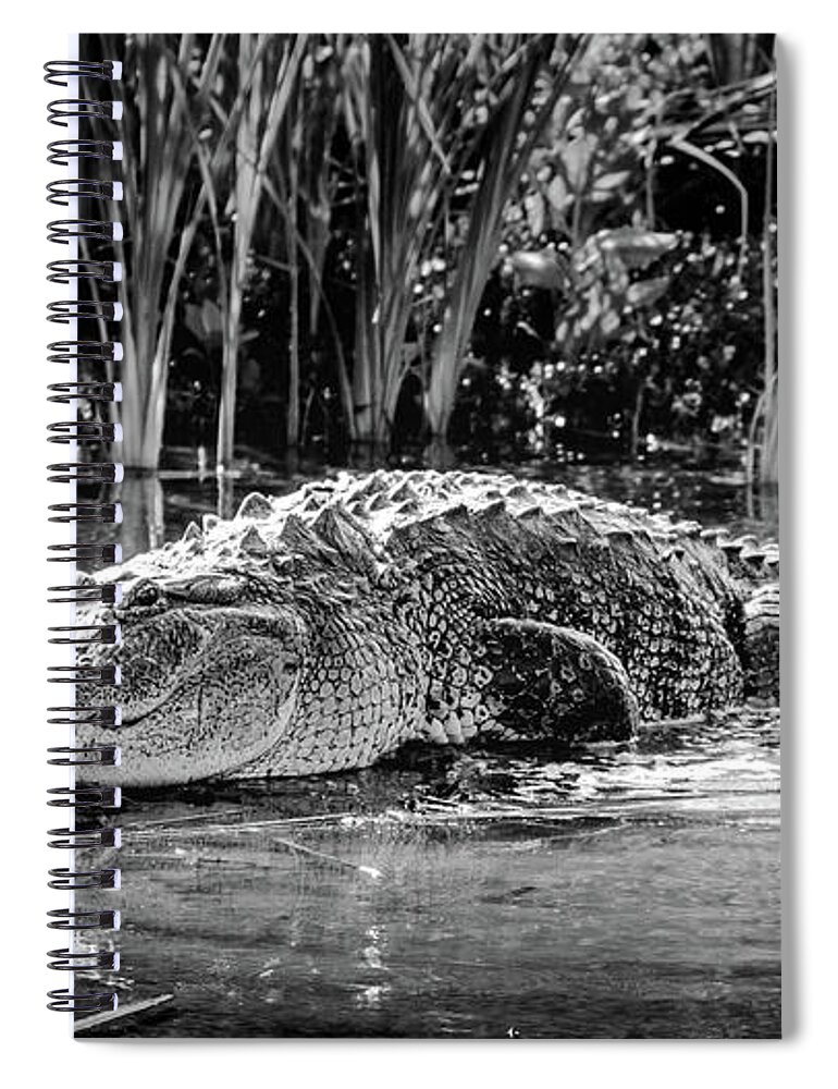 Alligator Bags Of Port Aransas Spiral Notebook featuring the photograph Alligator Bags of Port Aransas by Debra Martz