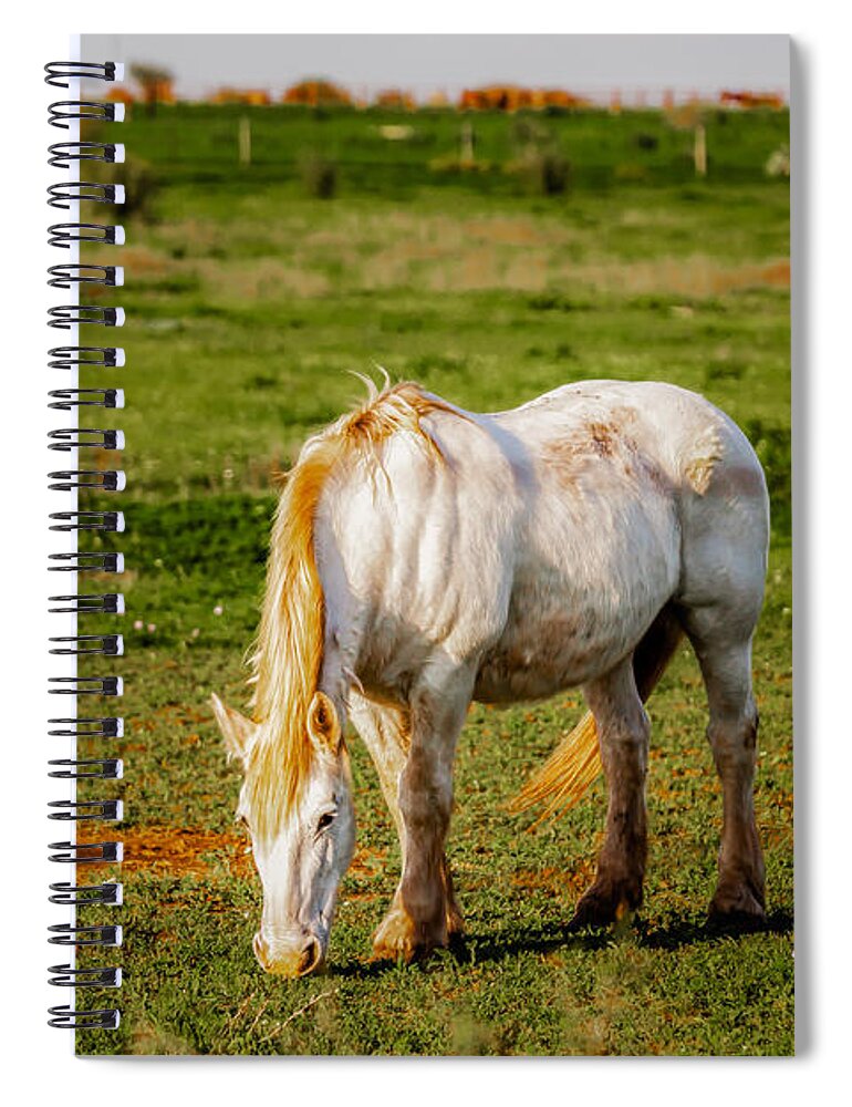 America Spiral Notebook featuring the photograph Alone For Dinner by Melinda Ledsome